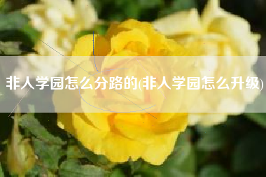 非人学园怎么分路的(非人学园怎么升级)