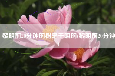 黎明前20分钟的树是干嘛的(黎明前20分钟)