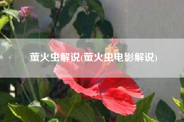 萤火虫解说(萤火虫电影解说)