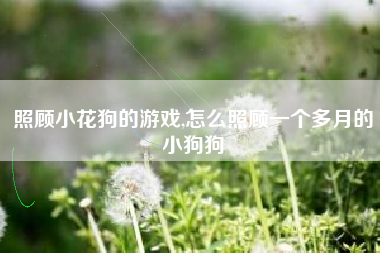 照顾小花狗的游戏,怎么照顾一个多月的小狗狗
