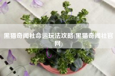 黑猫奇闻社命运玩法攻略(黑猫奇闻社官网)