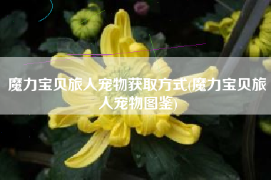魔力宝贝旅人宠物获取方式(魔力宝贝旅人宠物图鉴)