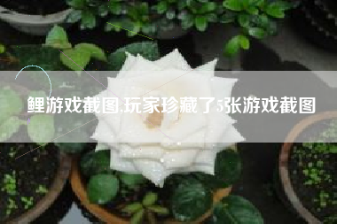 鲤游戏截图,玩家珍藏了5张游戏截图