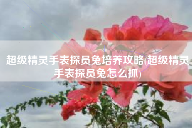 超级精灵手表探员兔培养攻略(超级精灵手表探员兔怎么抓)