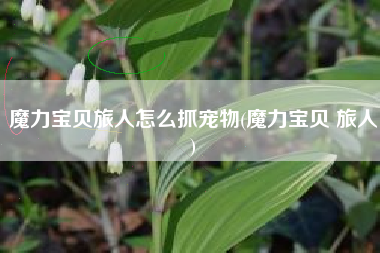 魔力宝贝旅人怎么抓宠物(魔力宝贝 旅人)