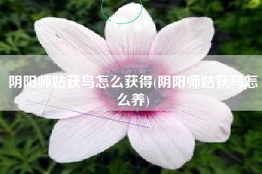 阴阳师姑获鸟怎么获得(阴阳师姑获鸟怎么养)