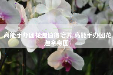 高能手办团花迦值得培养(高能手办团花迦全身图)