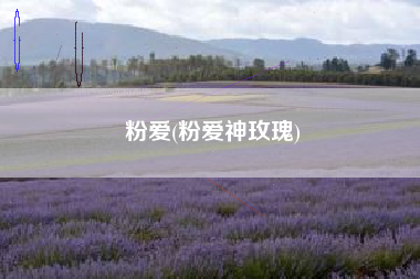 粉爱(粉爱神玫瑰)