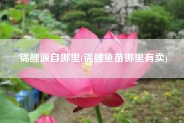 锦鲤源自哪里(锦鲤鱼苗哪里有卖)