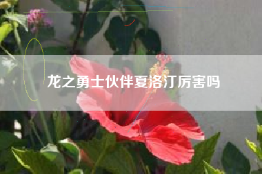 龙之勇士伙伴夏洛汀厉害吗