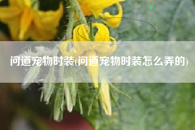 问道宠物时装(问道宠物时装怎么弄的)