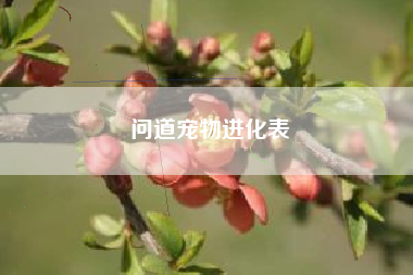 问道宠物进化表