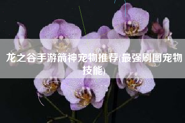 龙之谷手游箭神宠物推荐(最强刷图宠物技能)