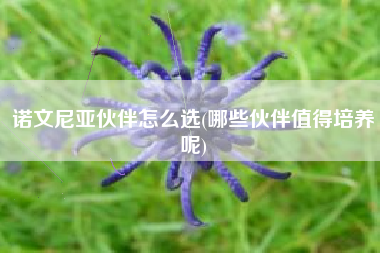 诺文尼亚伙伴怎么选(哪些伙伴值得培养呢)