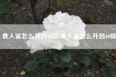 食人鲨怎么升到40级(食人鲨怎么升到40级)