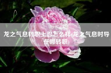 龙之气息转职上忍怎么样(龙之气息时导在哪转职)