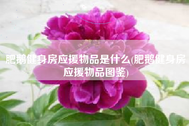 肥鹅健身房应援物品是什么(肥鹅健身房应援物品图鉴)
