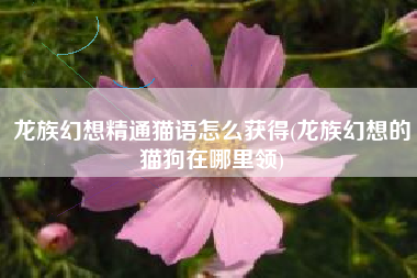 龙族幻想精通猫语怎么获得(龙族幻想的猫狗在哪里领)
