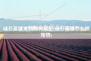 顽石英雄宠物如何搭配(顽石英雄怎么抓宠物)