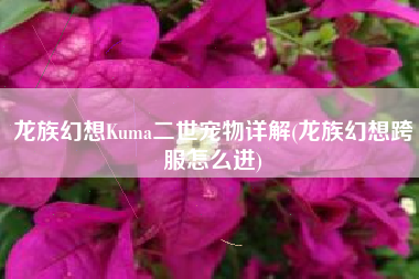 龙族幻想Kuma二世宠物详解(龙族幻想跨服怎么进)