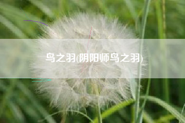 鸟之羽(阴阳师鸟之羽)