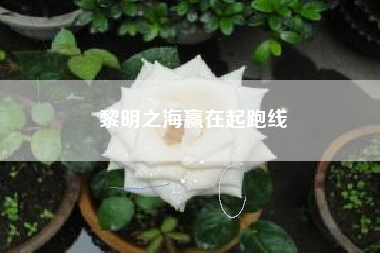 黎明之海赢在起跑线